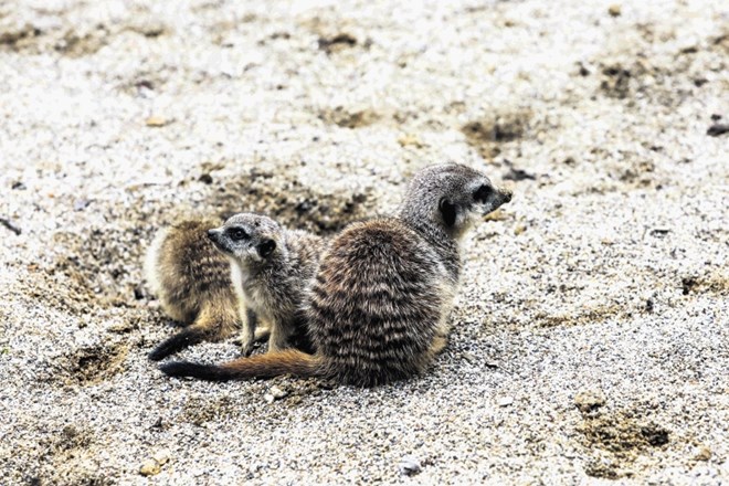 Mlade surikate so se dolgo časa zadrževale le v notranji ogradi, v toplih dneh pa raziskujejo tudi zunanji del.