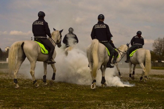 Konji so plašne živali, a za enoto konjeniške policije je dimna bomba nekaj običajnega.