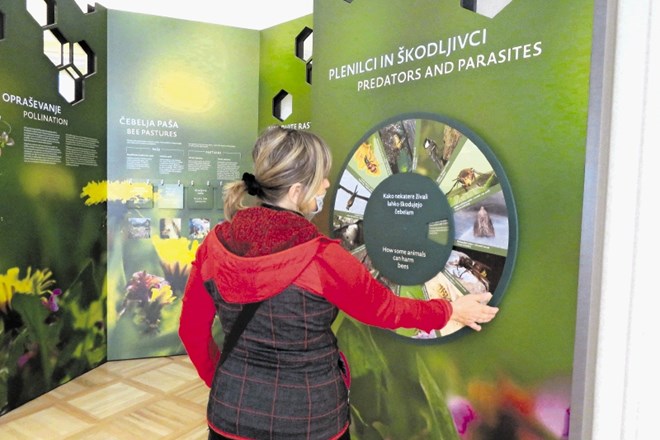 Obiskovalce v prenovljenem Čebelarskem muzeju v Radovljici čakajo številne interaktivne vsebine, primerne za vse generacije.