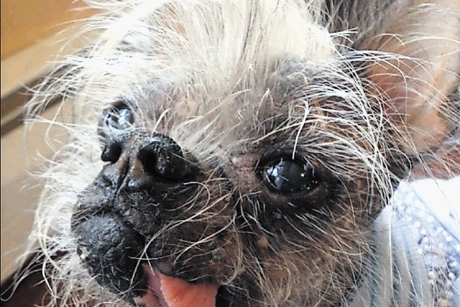 Mešanček s kitajskim golim psom Squiggy si je do zdaj prislužil največ titul najgršega psa na svetu.