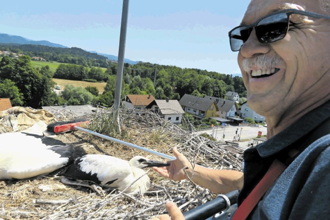 Dušan Dimnik, ki mladiče štorkelj opremlja z obročki, vsako ptico po opravljenem delu še poboža.