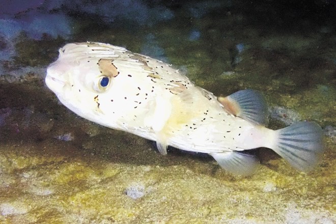 Za imenom štirizobke se skriva znana riba fugu, na Japonskem izredno draga poslastica za ljudi z globokim žepom.