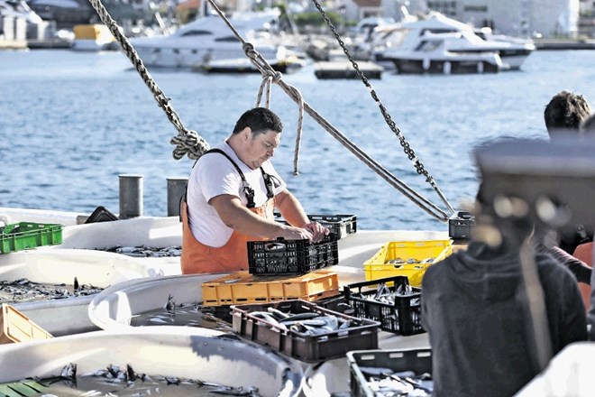 V mreže jadranskih ribičev se pogosto ujamejo tudi nevarne, celo strupene tujerodne ribje vrste.