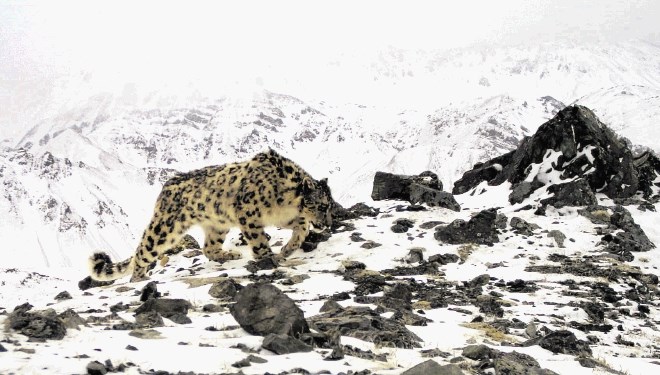 Snežni leopardi imajo najgostejši kožuh med vsemi mačkami, da lahko preživijo v najvišjih gorstvih našega planeta....