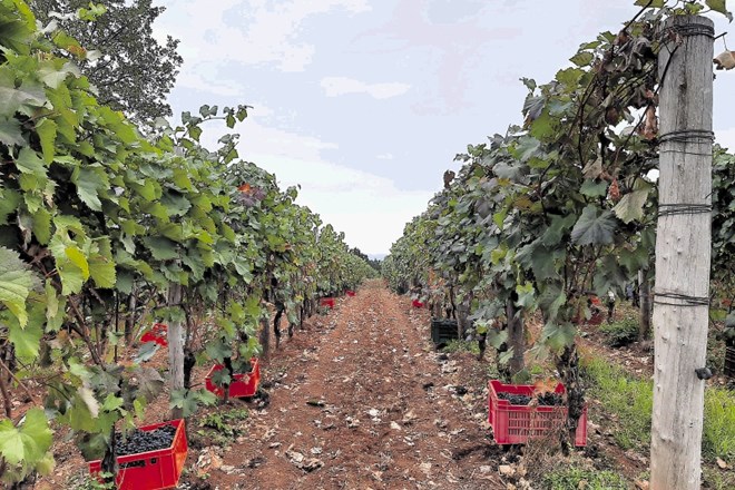 Jesenska doživetja med vinogradi
