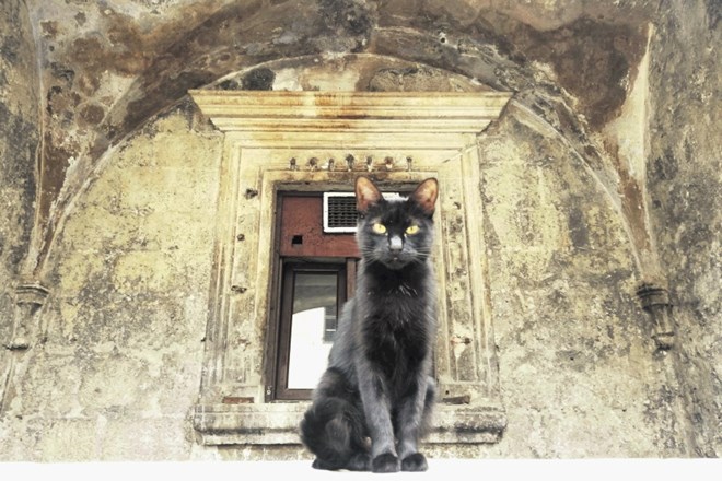 Mačke, ki jih lahko srečate na vsakem koraku, so postale zaščitnice mesta Kotor že v času kuge.