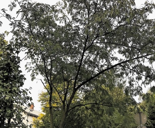 V parku med Celjsko in Ptujsko ulico stoji albicija, ki je v Ljubljani redka vrsta, ker običajno ne preživi zime. Drevo očara...