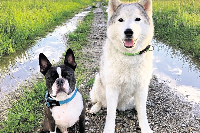 Čičo in Chena sta zabavna psa, ki imata svoj adventni koledar.