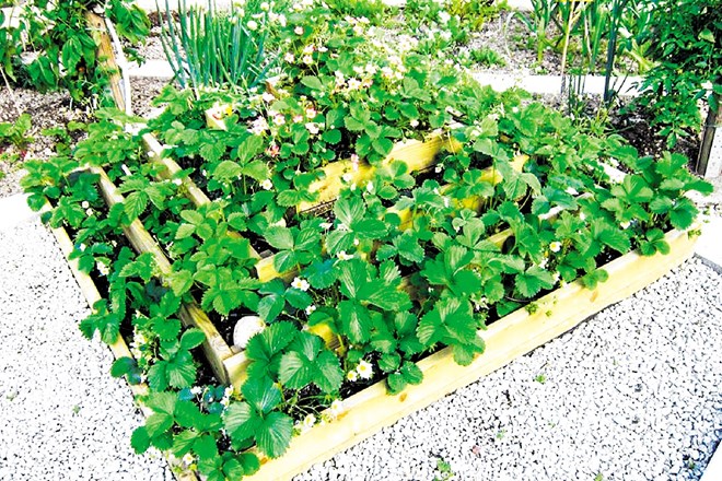 Plantellini vrtnarski nasveti: posadimo jagodičevje