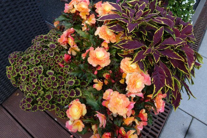 Cvetoči balkoni: preplet tradicionalnih rastlin in novih vrst