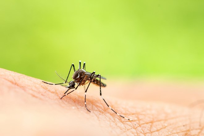 Nadležni mrčes: komarji in klopi prenašajo bolezni