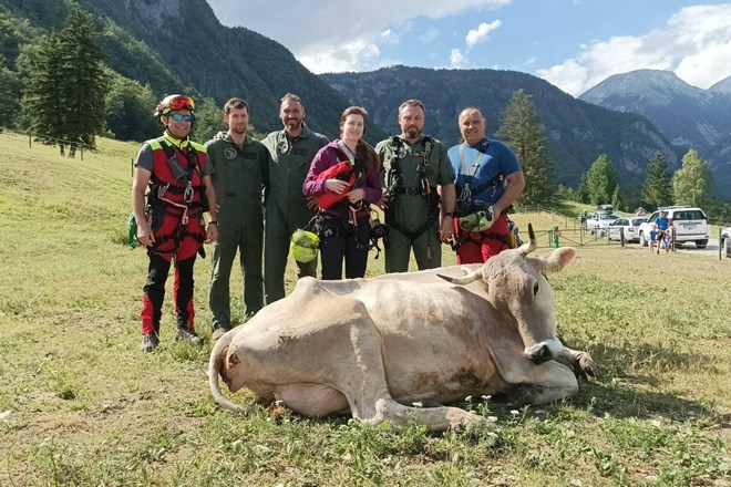#foto Poleg planincev iz gora včeraj rešili še kravo in psa