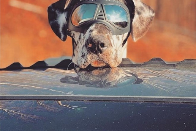 Na plaži naj pes nosi sončna očala