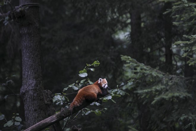 V ljubljanskem živalskem vrtu se je prvič skotil mladič mačjih pand