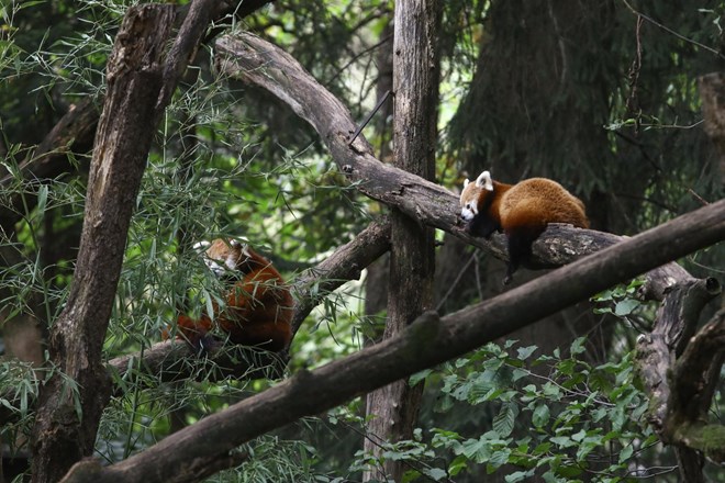 V ljubljanskem živalskem vrtu se je prvič skotil mladič mačjih pand