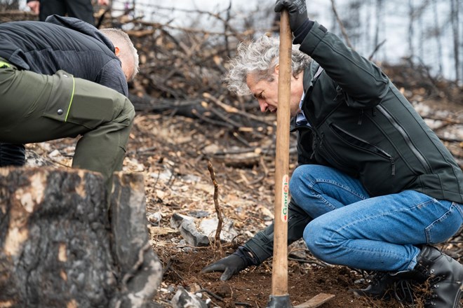 #foto Golob pomagal saditi drevje na Krasu, napovedal še nakup tehnike in letal za gašenje požarov