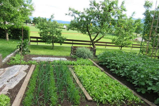 Plantellini vrtnarski nasveti: vzgojite svojo zelenjavo​
