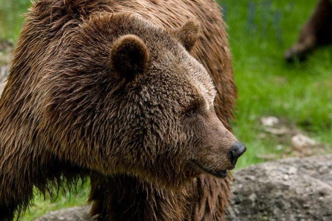 Napad medveda: Srečanje z zverjo je spomladi bolj verjetno
