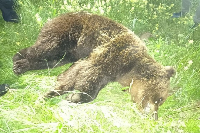 Po trčenju z avtom na cesti pri Bohinju poginil medved