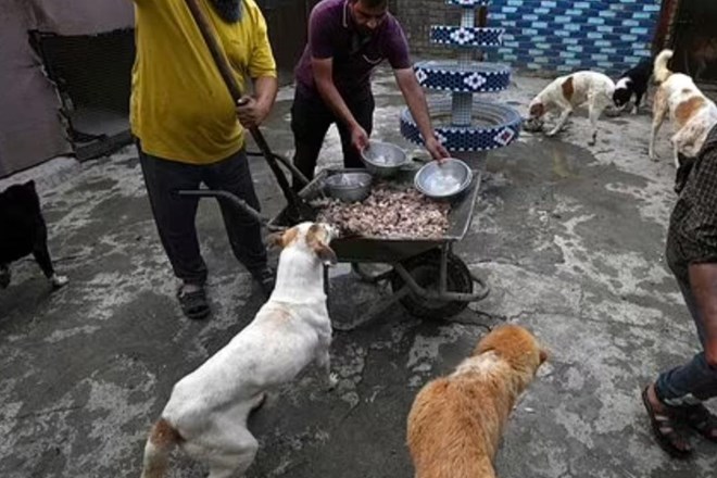 Šiitski duhovnik v Iranu skrbi za ulične pse