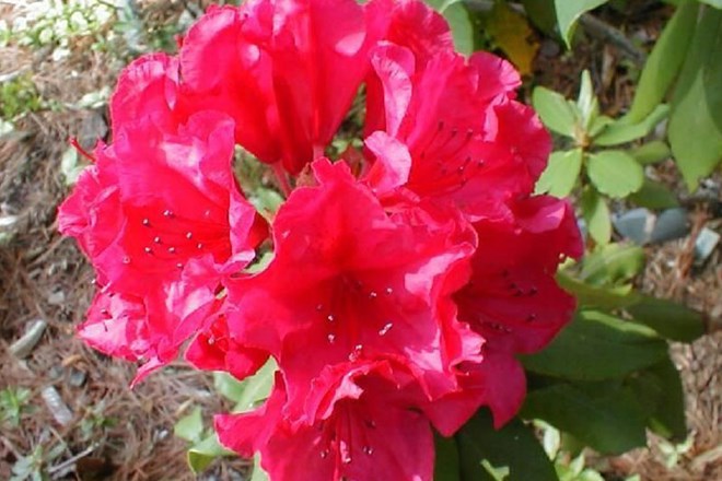 Saditev in nega rododendronov