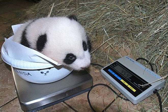 Oskrbniki dunajskega živalskega vrta prvič stehtali malega pando