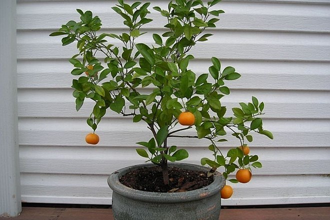 Dišeči in sočni plodovi citrusov z domačega drevesca
