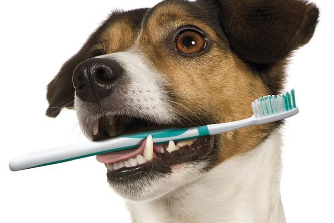 Ščetkanje pasjih in mačjih zob je pomemben del nege