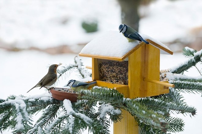 V zmrzujočih zimskih dneh razveselimo ptice s semeni