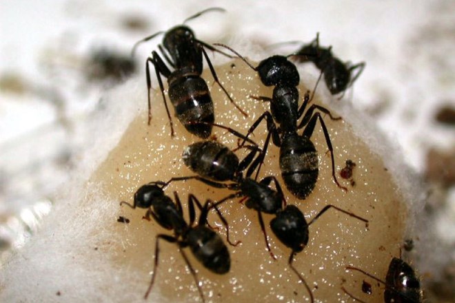 Težave z mravljami? Zatesnite hišo in pospravite hrano