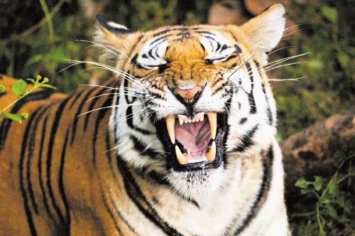 V Bangladešu vsak drugi dan tiger ubije človeka