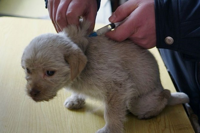 Je vsakoletno cepljenje psov proti steklini pretirano?