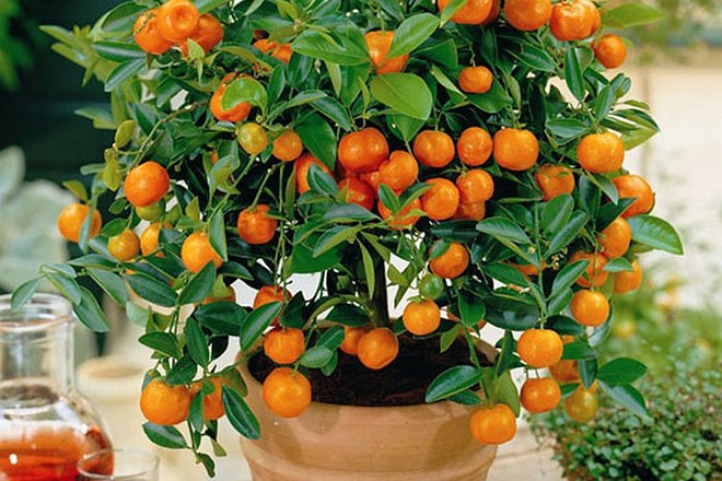 Zaloga vitaminov čez vse leto: gojite sobne pomaranče
