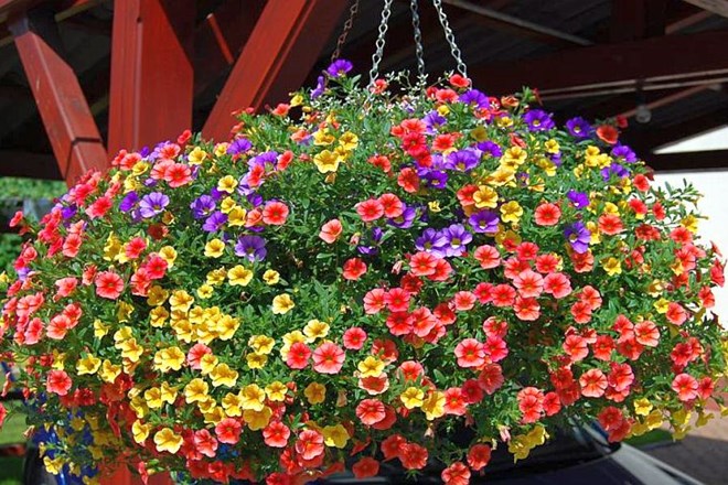 Pravilna kombinacija balkonskega cvetja za bujno rast