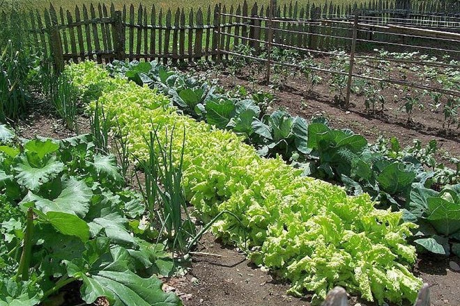 Kako čim lažje pridelovati hrano tudi na majhnem vrtu