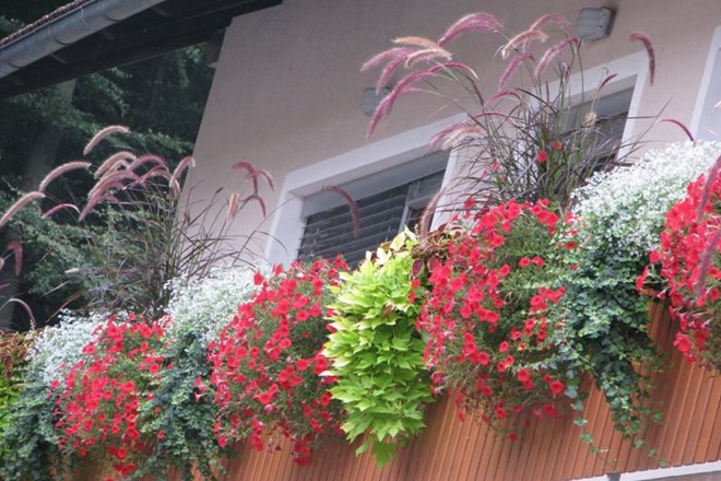 Vzpostavite stik z naravo in posadite balkonsko cvetje
