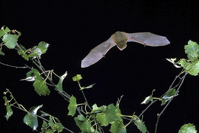 Na svoj vrt in v okolico hiše privabite koristne netopirje