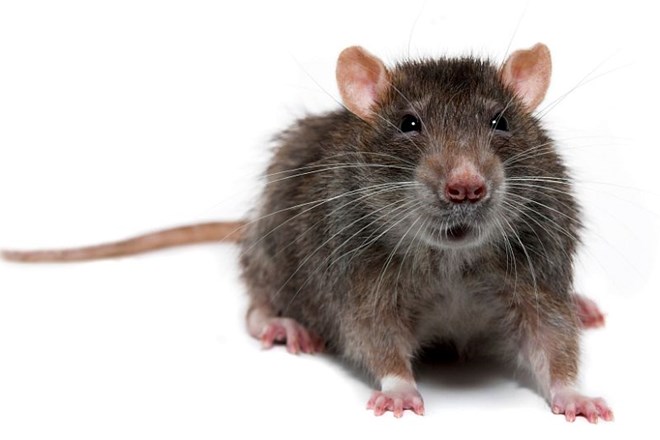 Nasveti, kako odgnati podgane in miši iz vašega doma