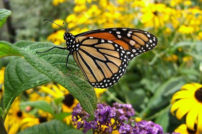 Vaše cvetlične gredice so lahko polne pisanih metuljev