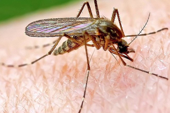 Znebite se komarjev v domu in okolici po naravni poti