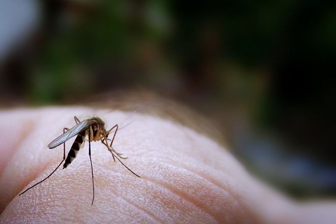 Razkrivamo mite in pravo resnico o nadležnih komarjih