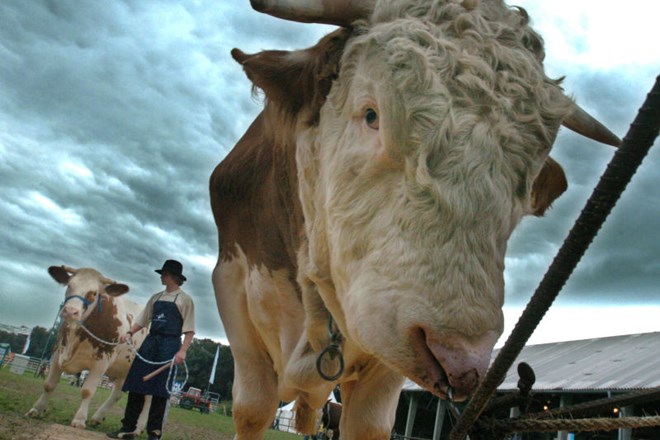 Novembra lani je bila sumljiva tudi ena od krav, zaklanih v mariborski klavnici, a so veterinarji z nadaljnjimi preiskavami,...
