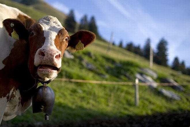 Pobeglo kravo Yvonne so našli le šest kilometrov stran od kmetije, s katere je zbežala