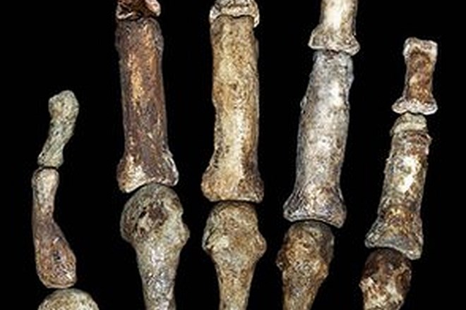 Paleonantropologi so odkrili hominida, ki naj bi bil neposredno povezan s Homo sapiensom