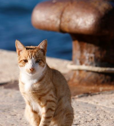 Na Vursu izpostavljajo, da sta sterilizacija mačk in kastracija mačkov veterinarska posega, s katerimi je mogoče preprečiti...