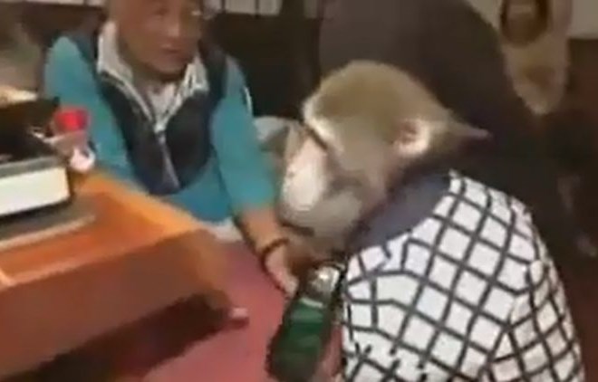 Opica, ki streže pijačo.