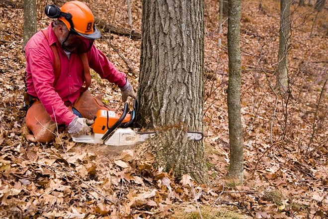 Pri podiranju dreves v okolici hiše poskrbite za varnost