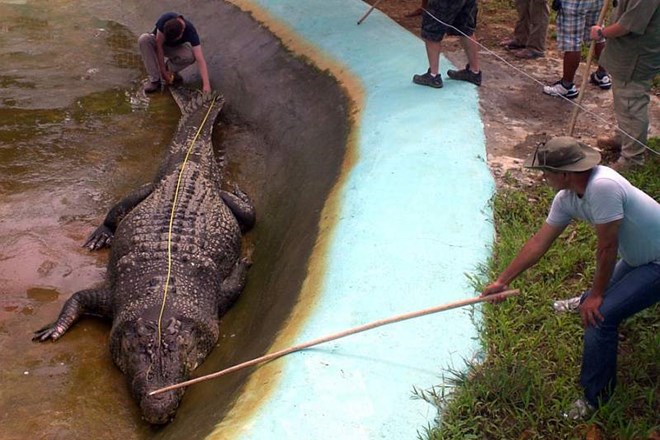 Našli največjega krokodila na svetu: Nanj bi lahko legli trije Michaeli Jordani
