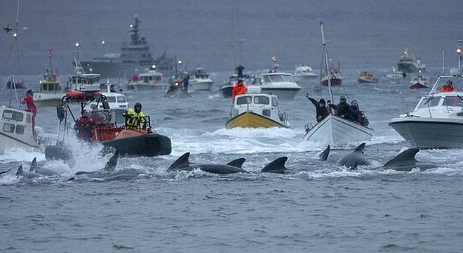 Japonci z denarjem iz sklada za pomoč po cunamiju financirajo kitolov
