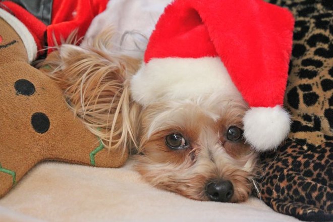 Veste, kaj si vaš pasji prijatelj želi za božično darilo?